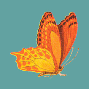 butterfly image